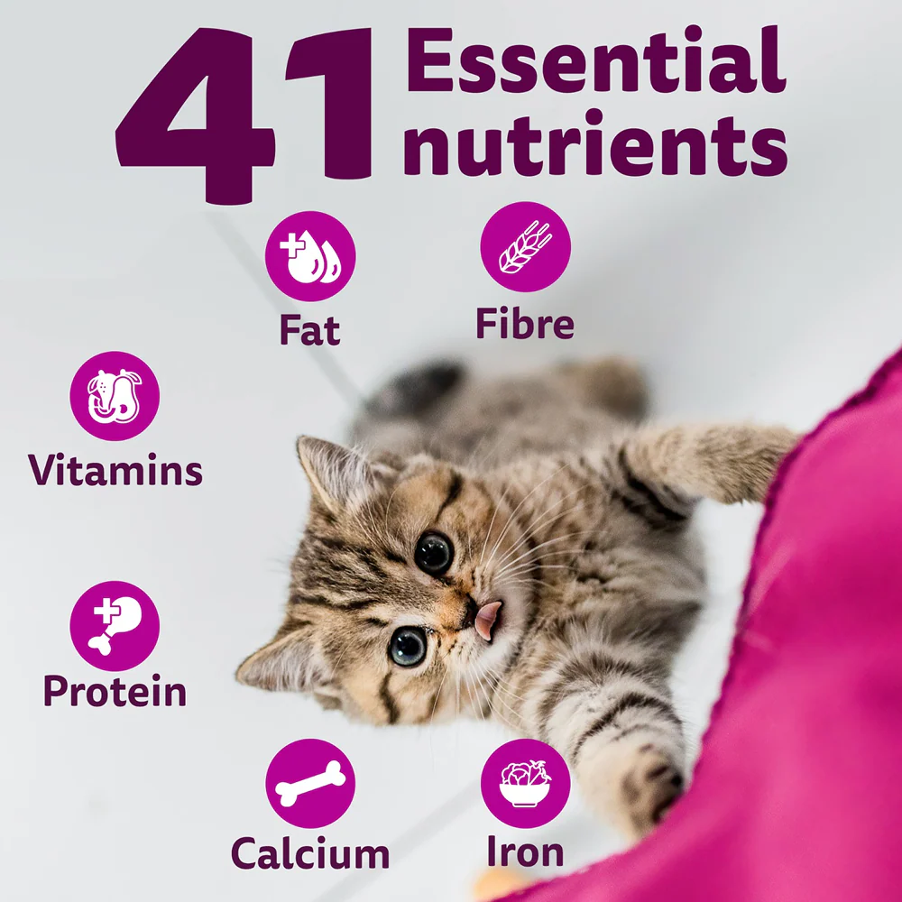 Whiskas Mackerel Flavour Kitten (2 to 12 months)Cat Dry Food - Image 4