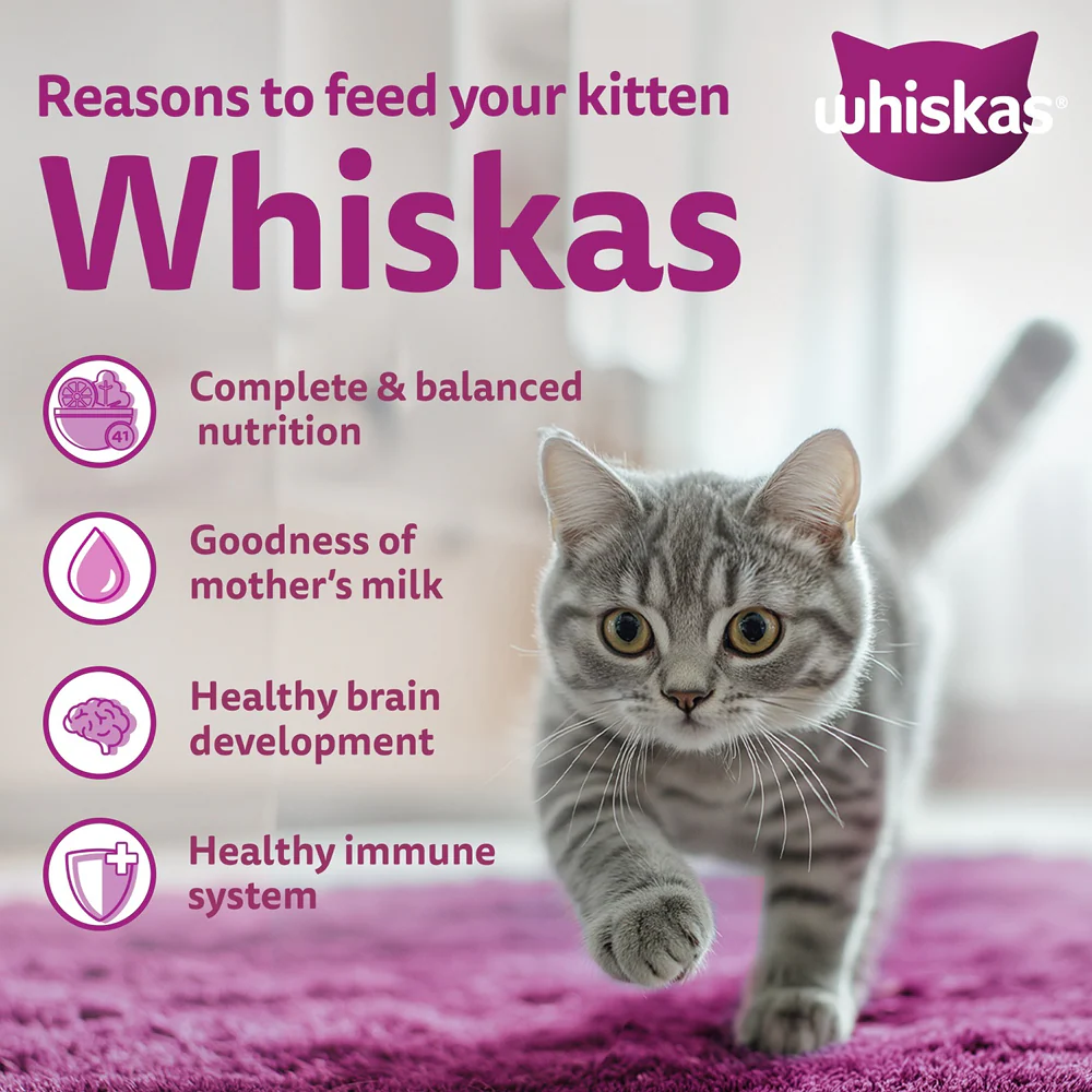 Whiskas Mackerel Flavour Kitten (2 to 12 months)Cat Dry Food - Image 5